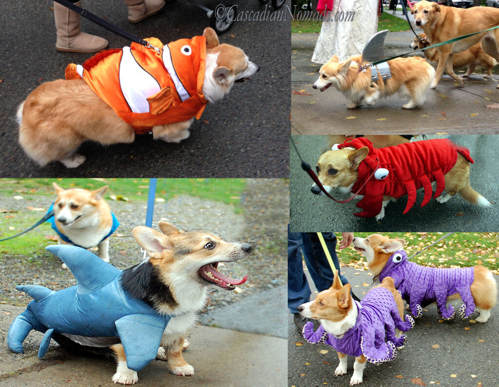 Children and dogs in costume walking near the Green lake in seattle, with fall leaves all around.