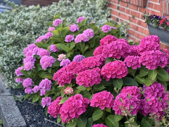 July and August bring peak bloom for hydrangeas, roses, and water lilies.